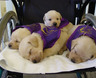 Pups 4 on wheelchair